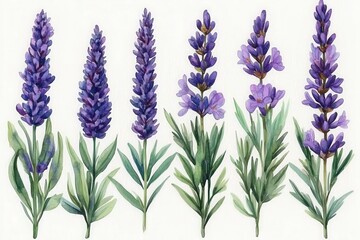Naklejka premium A watercolor illustration of lavender flowers arranged in a row, showcasing their beauty.