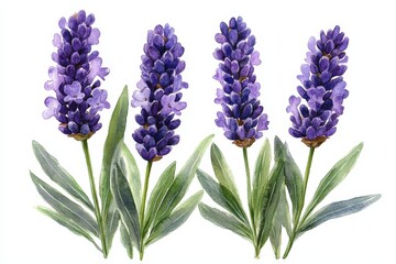 Fototapeta premium A watercolor illustration of lavender flowers with green leaves.