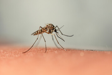 dangerous and harmful insect mosquito sits on human skin and drinks blood