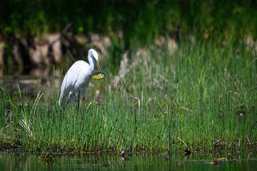 A great egret (Ardea alba) in breeding plumage holding a Pumpkinseed sunfish (Lepomis gibbosus) in Michigan, USA.