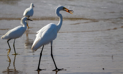 Great and Snowy Egrets Fishing on the Beach of Tramandaí, Brazil.	