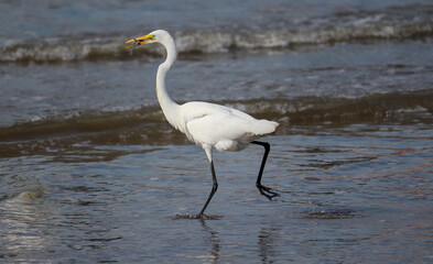 Photograph of a beautiful Great egret found in Barra de Tramandaí in Rio Grande do Sul, Brazil.	