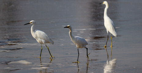 Snowy Egret found in Barra de Tramandaí, in Rio Grande do Sul, Brazil.	