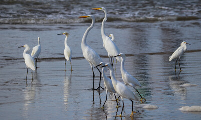 Obraz premium Photograph of a beautiful Great egret found in Barra de Tramandaí in Rio Grande do Sul, Brazil. 