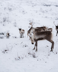 A herd of reindeer owned by the local Sami in the winter snow of Tromsø, Norway.