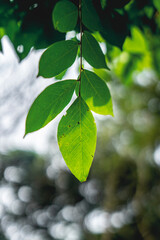 green leaves background