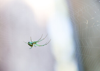 A Venusta Orchard Orbweaver Spider sitting in its web