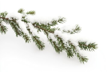 Obraz premium Snow covered fir tree branch on white background.