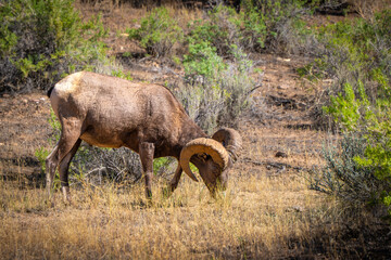 Bighorn Sheep in Natural Habitat grazing