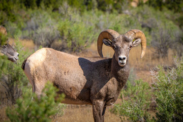 Obraz premium Bighorn Sheep in Natural Habitat looking into the camera