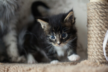 A charming Maine Coon kitten, standing on a scratching post
