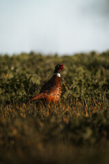Pheasant wild bird rural setting