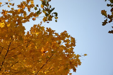 autumn leaves in the wind