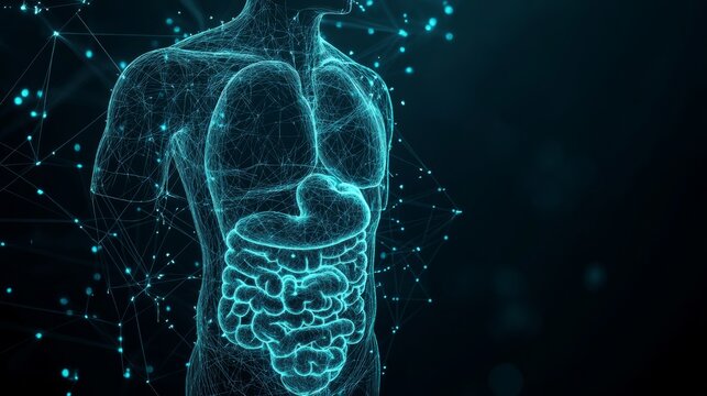 Illustration of the liver and digestive system that emphasizes the role of the liver in digestion, with clear connections to the stomach and intestines.