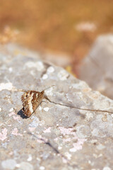 capracotta,molise,nature,landscape,trekking,mountain