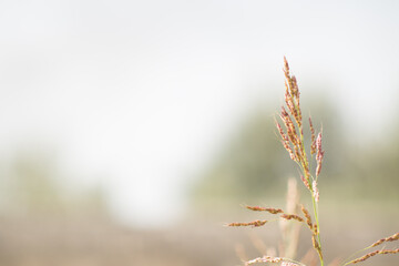 vegetazione spontanea