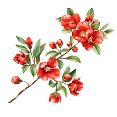 Watercolor painting of pomegranate blossom, isolated on a white background, and pomegranate blossom vector