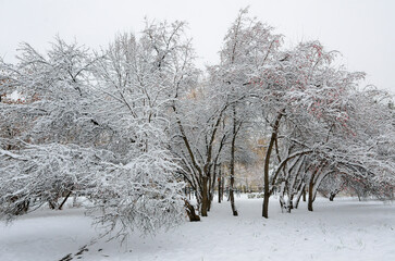 Wild apple trees in city park with fluffy snow covered after first snowfall. Small red apples glow brightly on the white snow. Landscape of the change from autumn to winter - beauty of nature