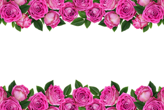 Pink rose flowers in border arrangements isolated on white or transparent background