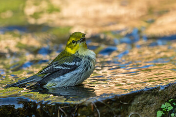 Black-throated green warbler taking a bath