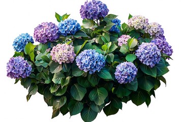 Colorful flower bush with hydrangea blooms on a transparent background.