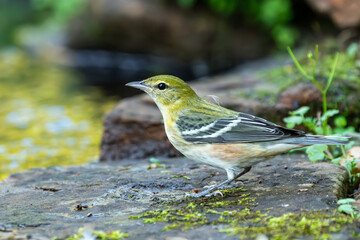 Bay-breasted warbler perched on a rock
