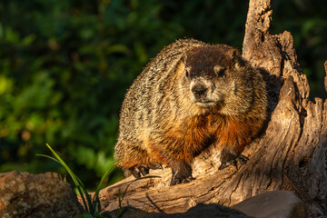Groundhog sitting on a log