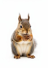 Fototapeta premium Cute squirrel eating nut against white background.
