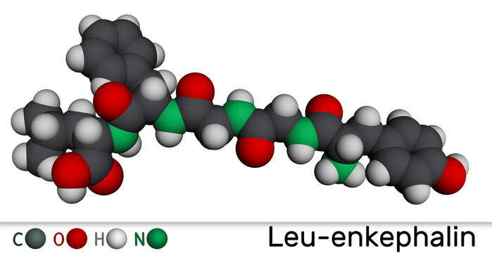 Coenzyme A, CoA, SHCoA, CoASH molecule. Essential coenzyme in fatty acid metabolism and the Krebs cycle, citric acid cycle. Molecular model. 3D rendering.