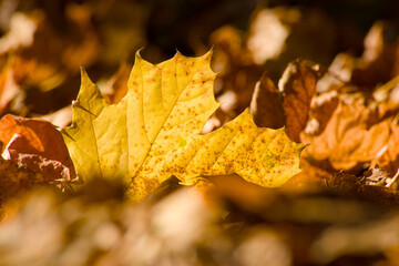 autumn maple leaf on the ground in the grass