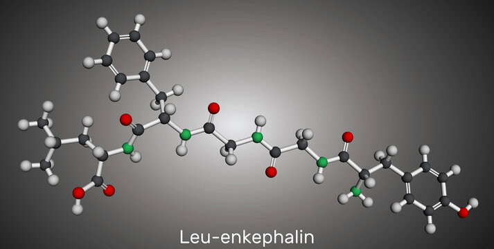Leu-enkephalin molecule. Endogenous opioid peptide. Molecular model. 3D rendering