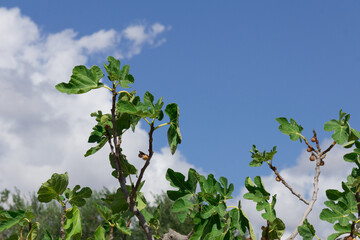 albero di fico