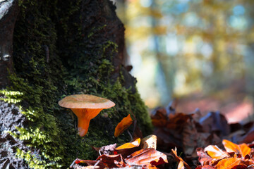 Nahaufnahme eines orangefarbenen Pilzes an einem moosbewachsenen Baumstamm im herbstlichen Wald