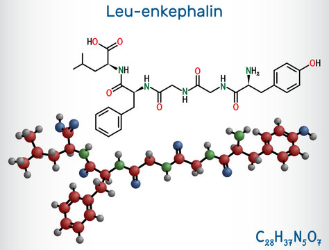 Leu-enkephalin molecule. Endogenous opioid peptide. Structural chemical formula and molecule model. Vector