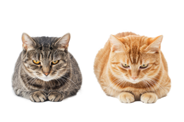 A pair of bored cats resting quietly against a transparent backdrop, embodying the essence of feline melancholy