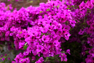 Awesome beautiful purple flower bush