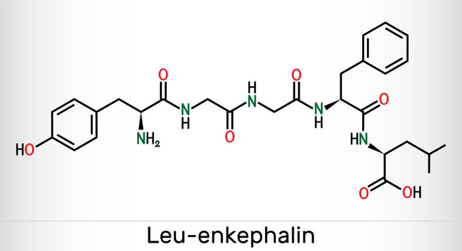 Leu-enkephalin molecule. Endogenous opioid peptide. Skeletal chemical formula. Vector