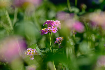 Delicate pink flowers bloom amidst lush greenery in a sunny garden during springtime