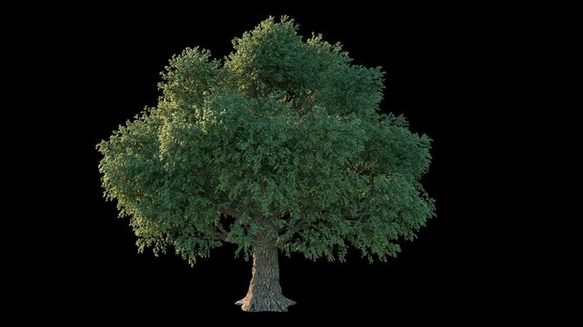 Breezy small cultivated tree fully isolated with alpha channel