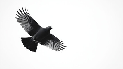 Naklejka premium dove flying on white background --ar 16:9 --v 6.1 Job ID: 8c242cfe-b7ee-41fd-890d-2ce198265705