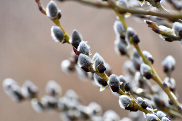 Willow (Salix caprea) branches before flowering