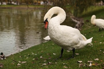 Beautiful white swans near river outdoors, space for text