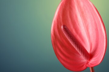 Beautiful pink tail flower on green background, closeup. Space for text