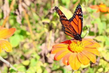 Butterfly on a Flower