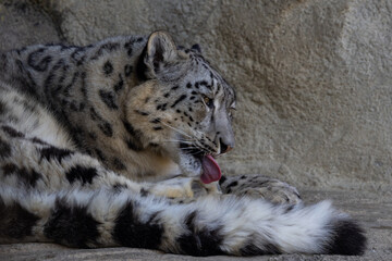 Close-up portrait of the head-face of a snow leopard -panthera uncia- at a zoo- omaha, nebraska,...
