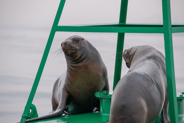 Fototapeta premium A Heated Stare: Two Sea Lions on a Buoy