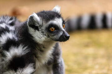 Portrait  of ring-tailed lemur catta