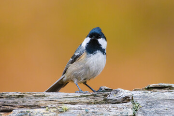Obraz premium Coal tit. Bird on a branch. Blurred background. Animals in wild nature. Photo for background, wallpaper, postcards.
