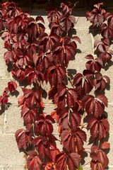 Autumn leaves and vine of wild grapes against brick wall