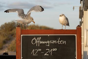2 Möwen sitzen auf  Kreidetafel einer Gastwirtschaft mit dem Hinweis in Kreide geschrieben "Offnungszeiten von 12:00 - 21:00"